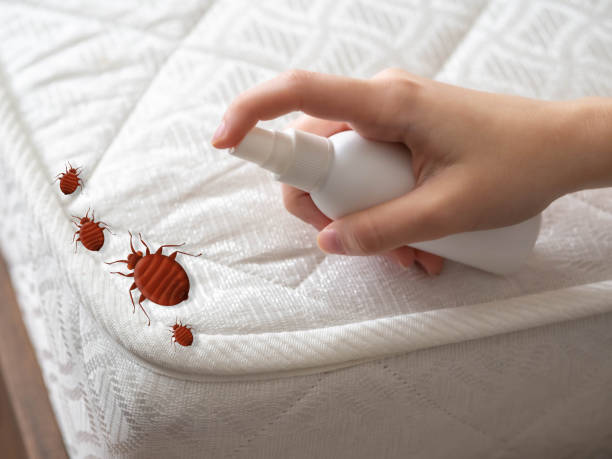 Flea Control Services in Highland City, FL