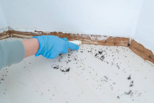 Best Mosquito Control Services  in Highland City, FL